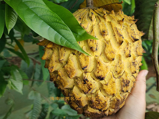 美(měi)洲黃(huáng)龍釋迦