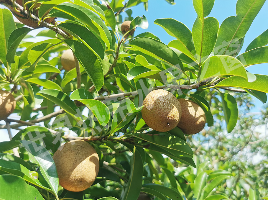 大(dà)果人(rén)心果