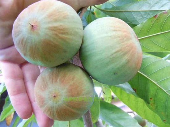 南(nán)美(měi)羅斯果