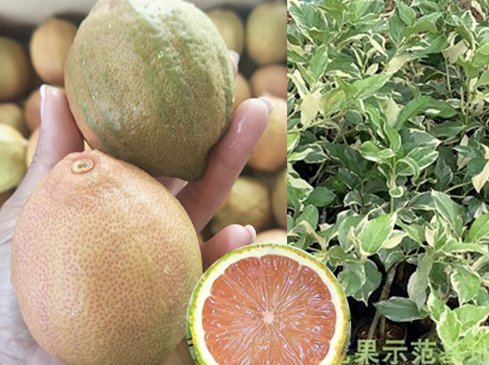 美(měi)國(guó)粉紅(hóng)檸檬